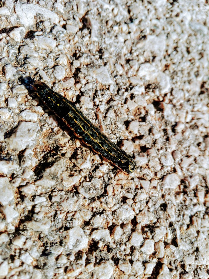 #Lapidoptera/ Oruga