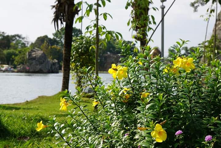 "Allamanda cathartica"