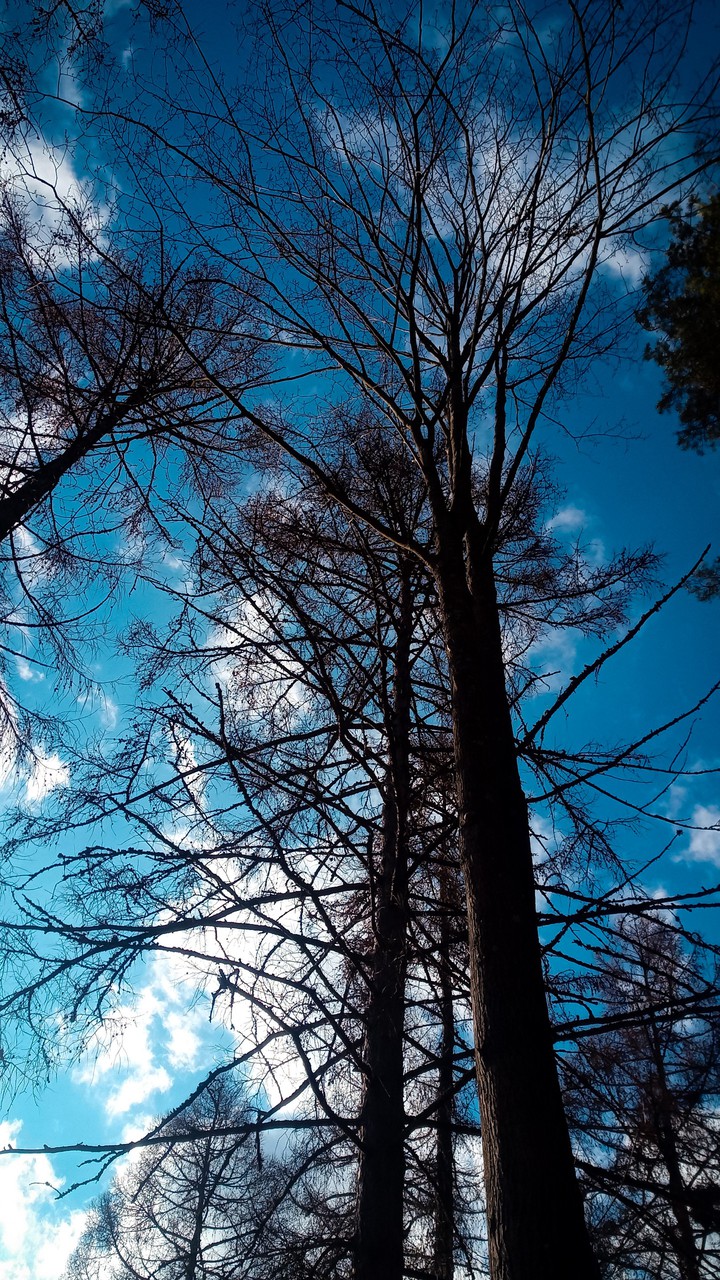 Trees