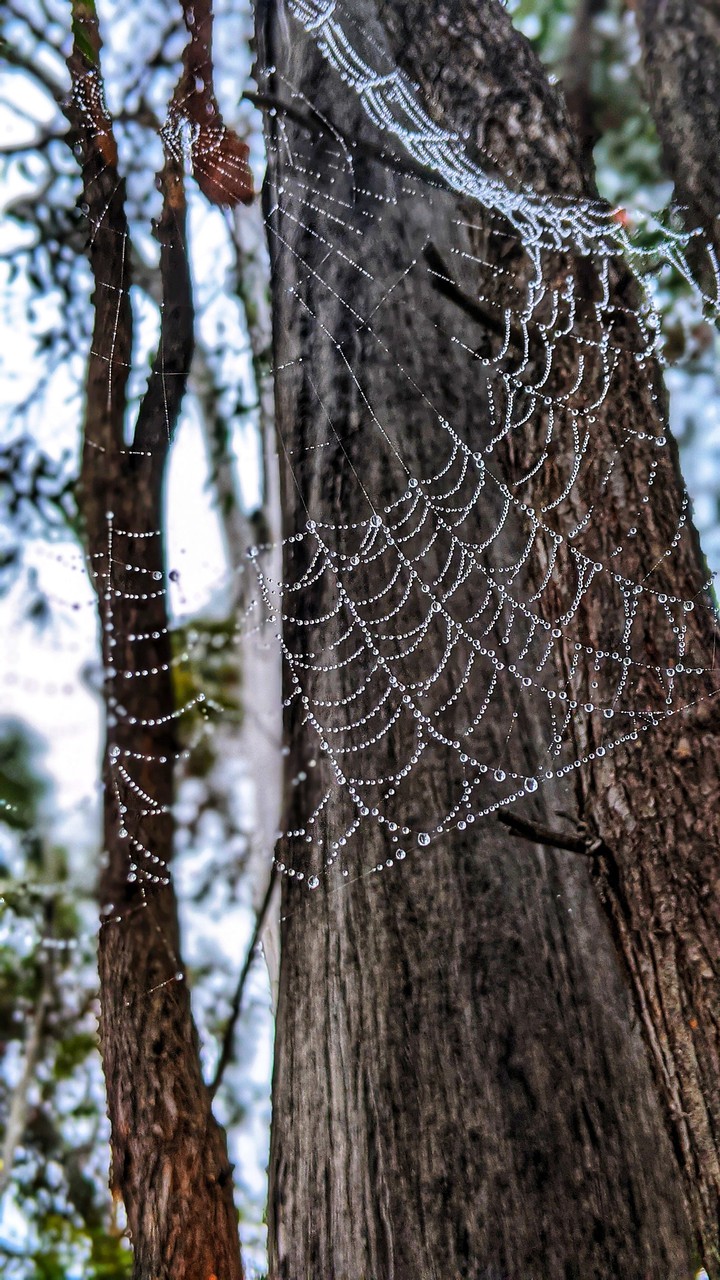 Nature's best