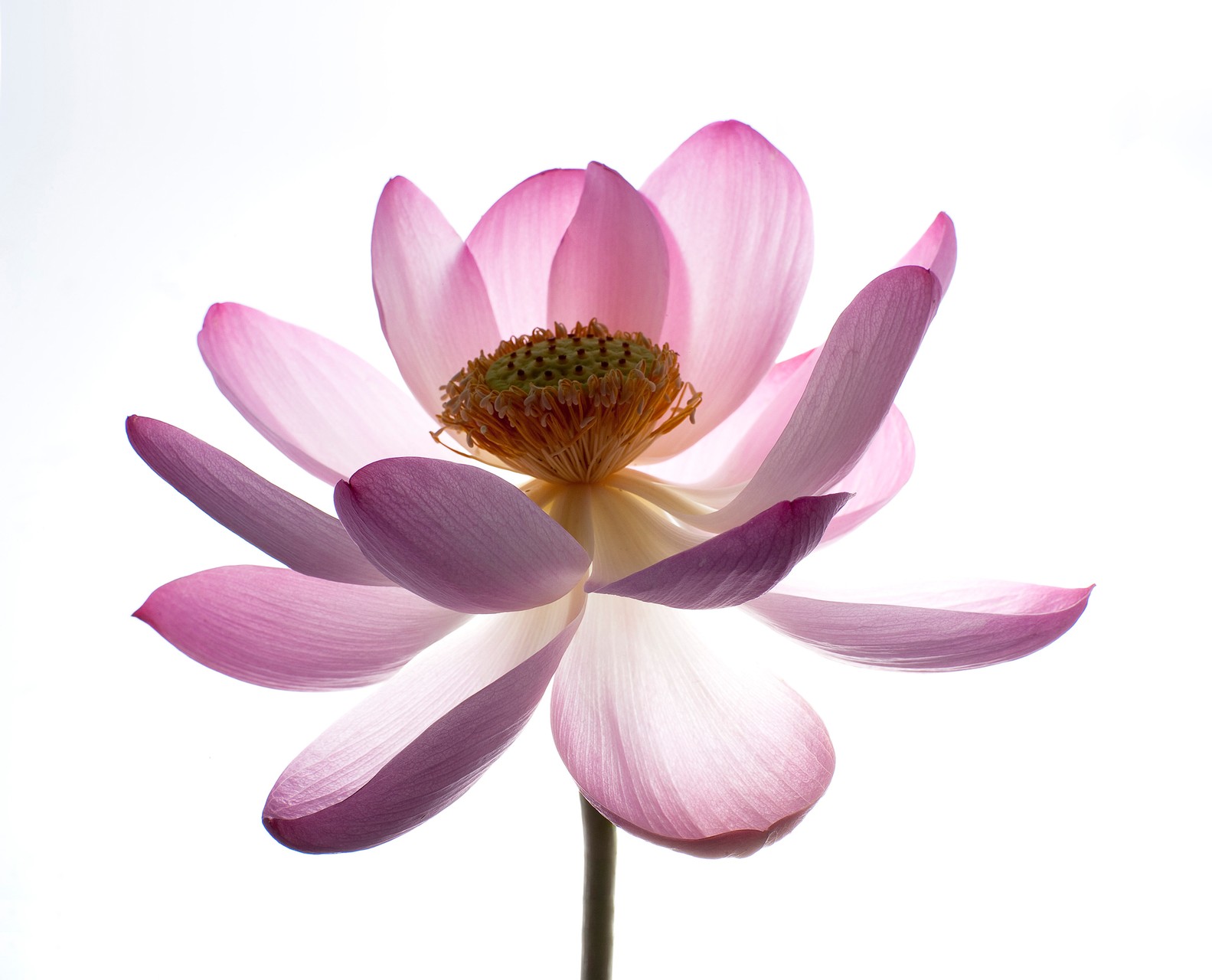 Pink Flower