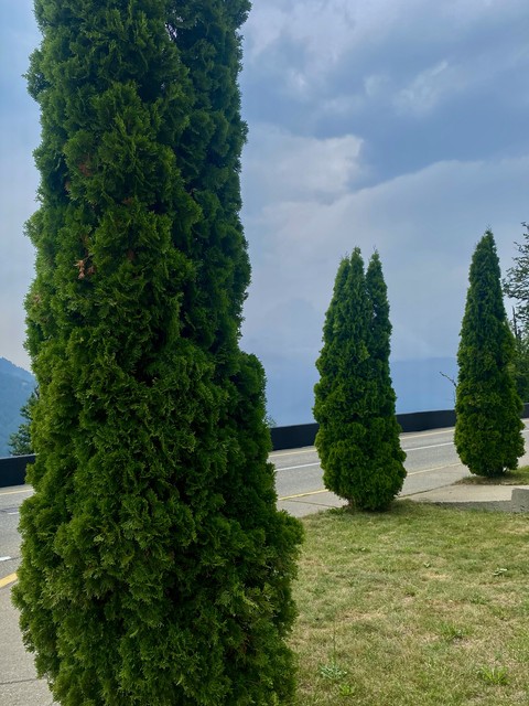 papéis de parede arborvitae, fir