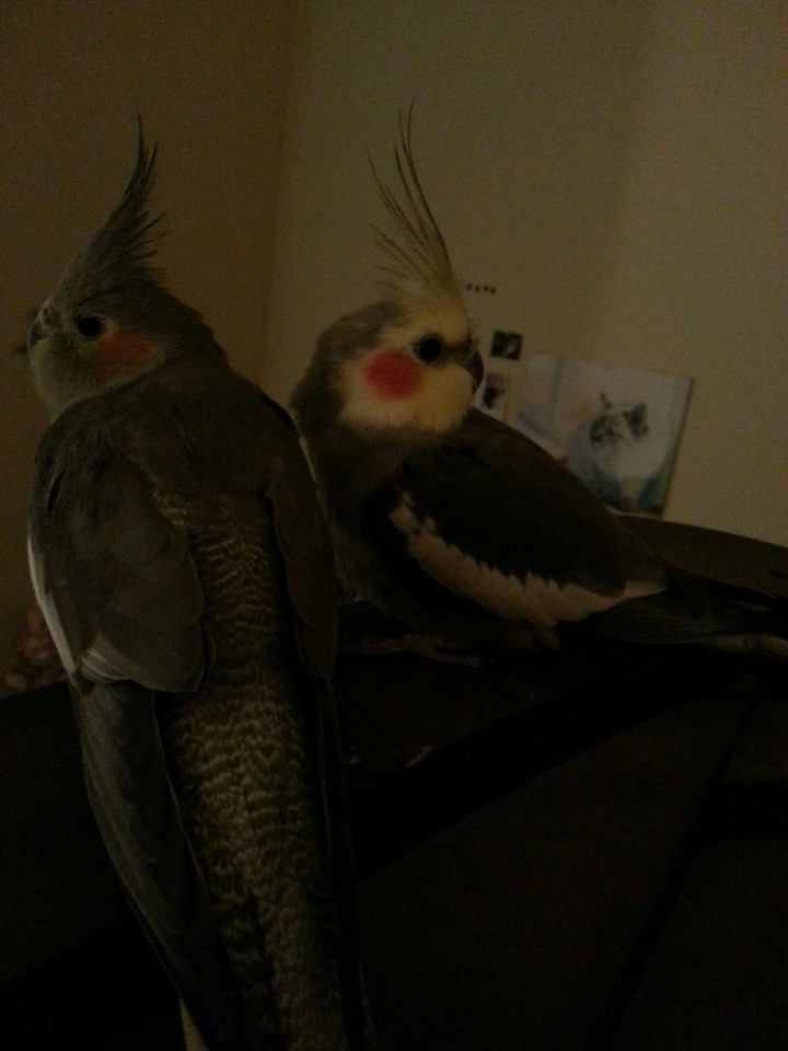 Sweet baby's