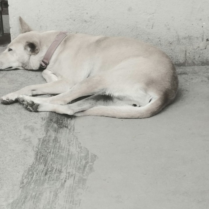 sleeping dog