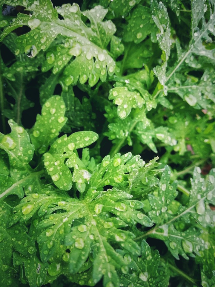 rain