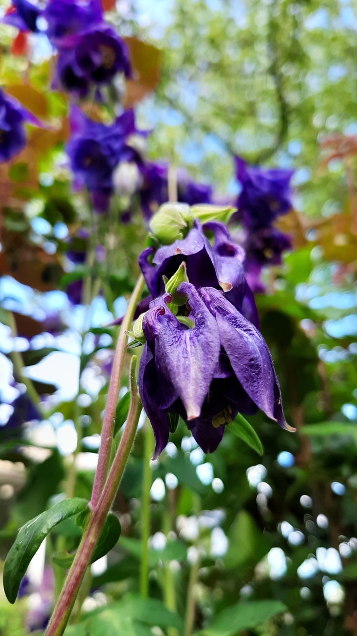 flwrs