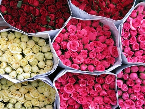 Many flower