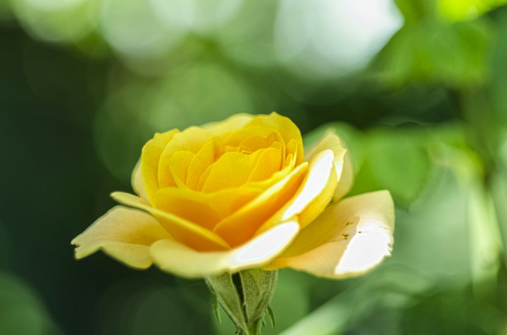 Yellow rose