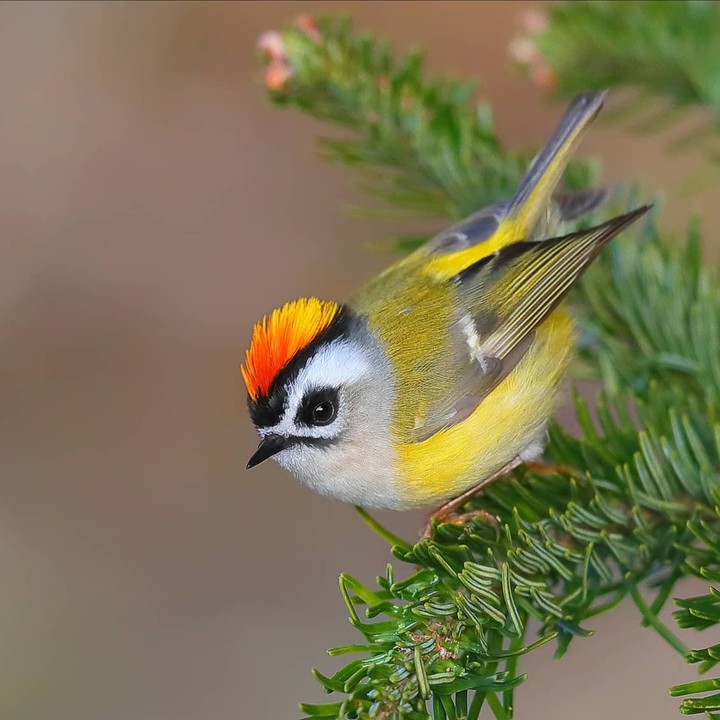 Bird