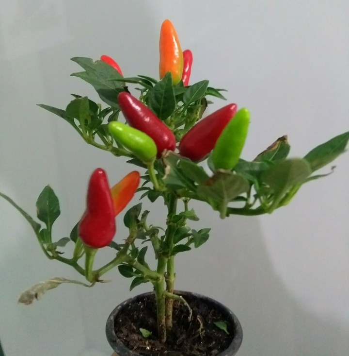 pimenta