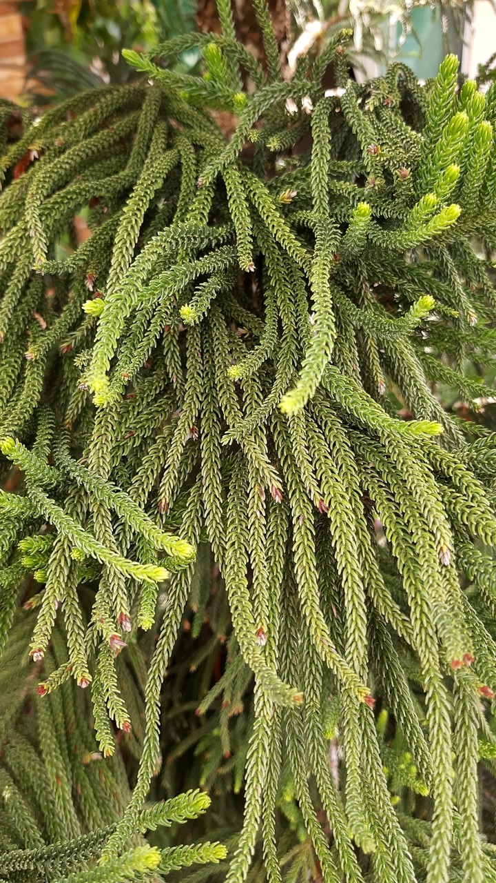 Nature thre