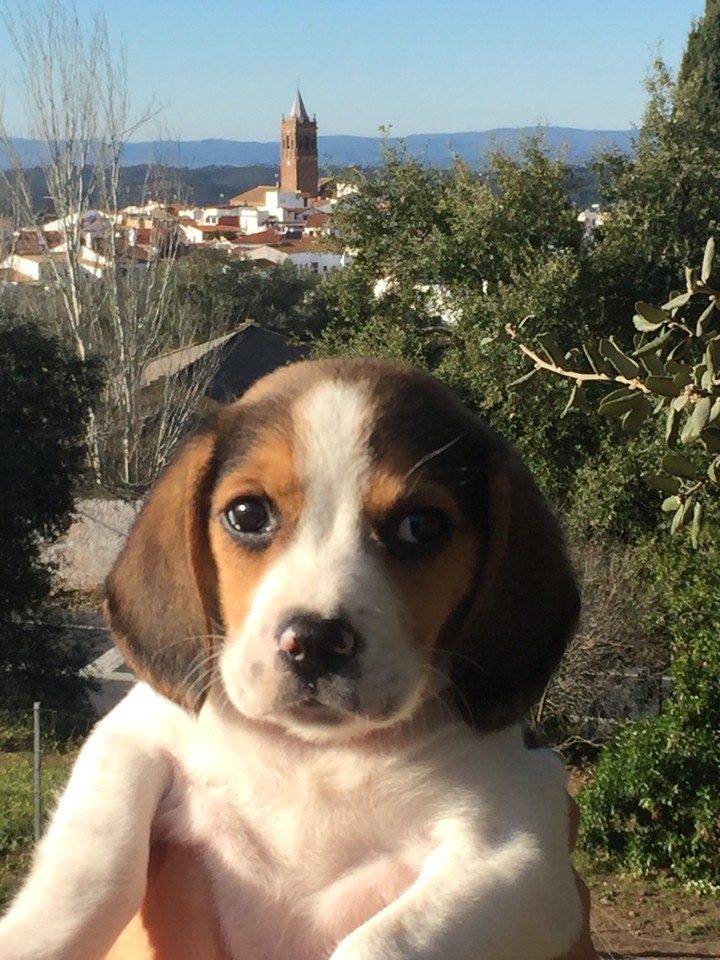 dog zalameño