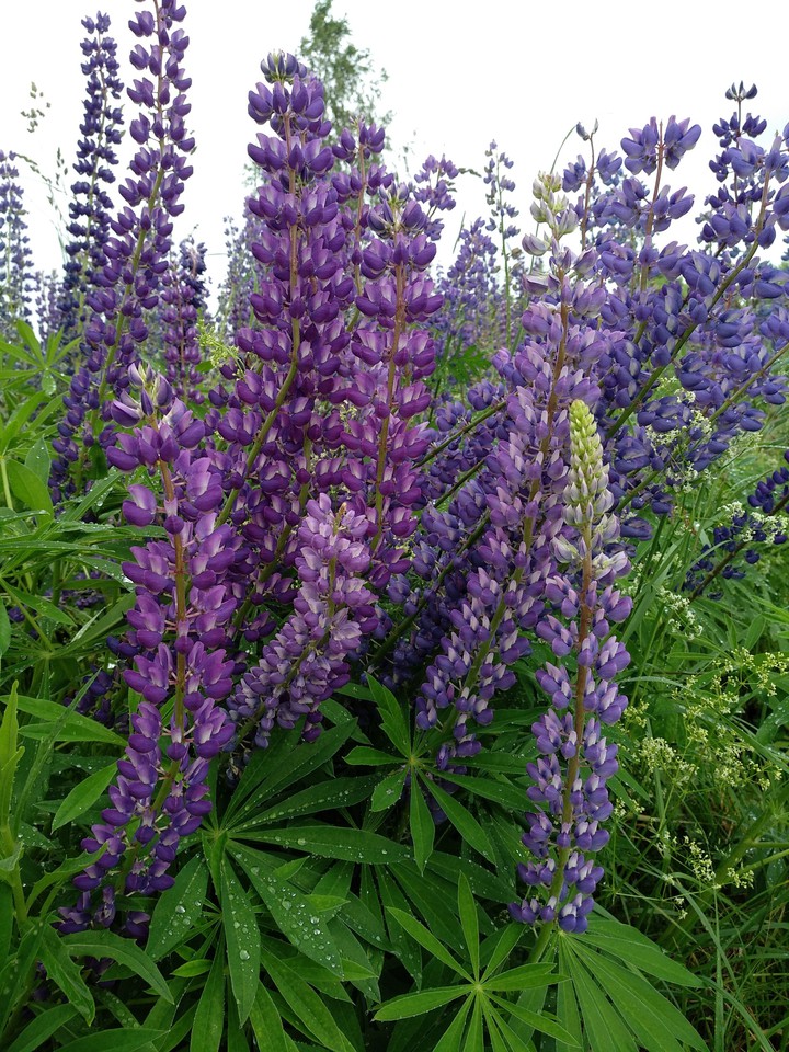 Flowers