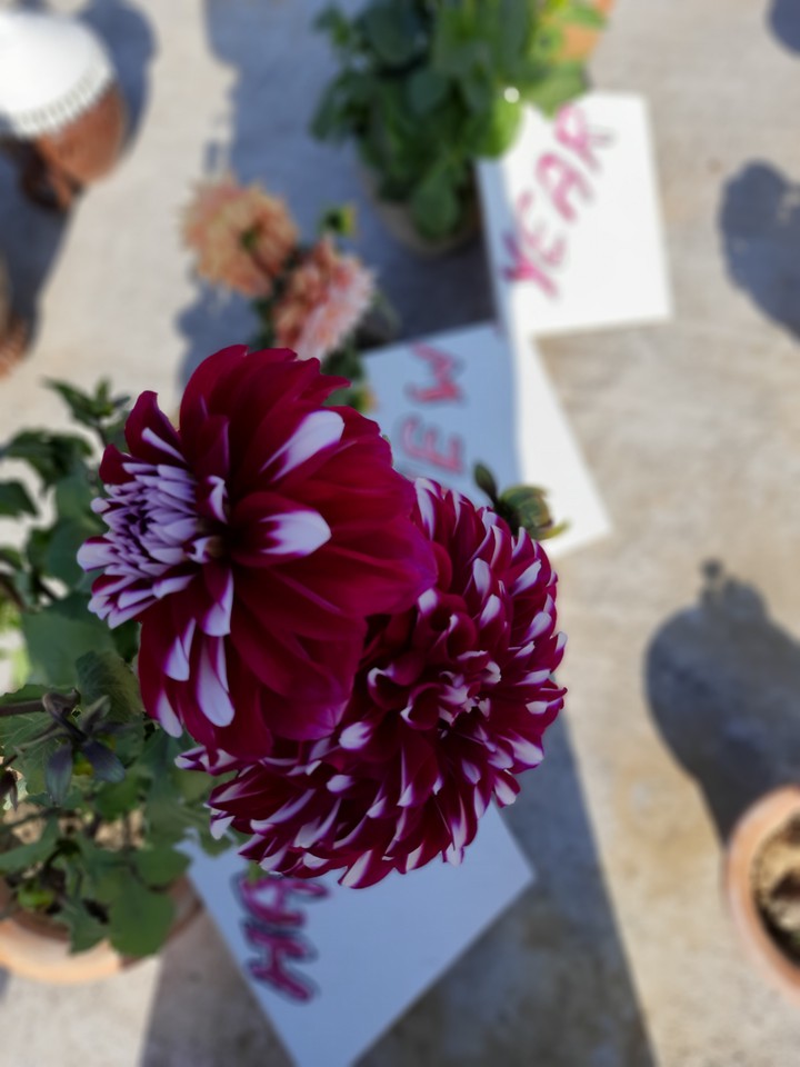 Flowers with Shades