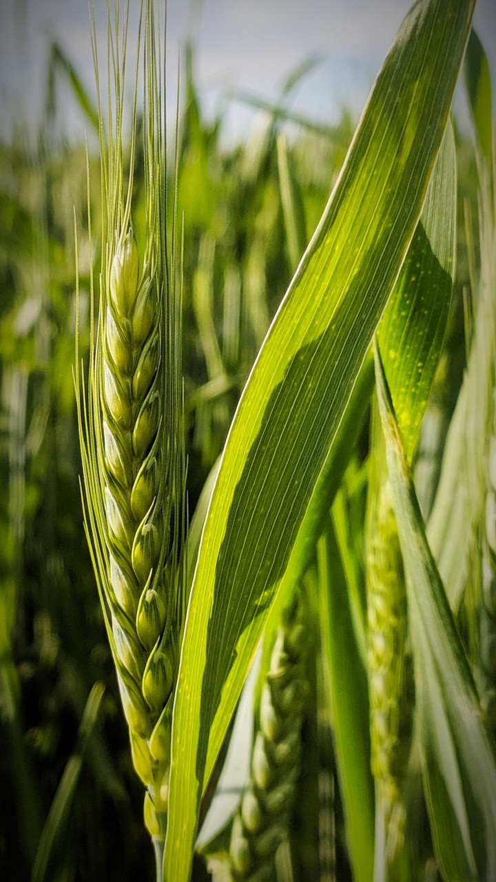 nature field