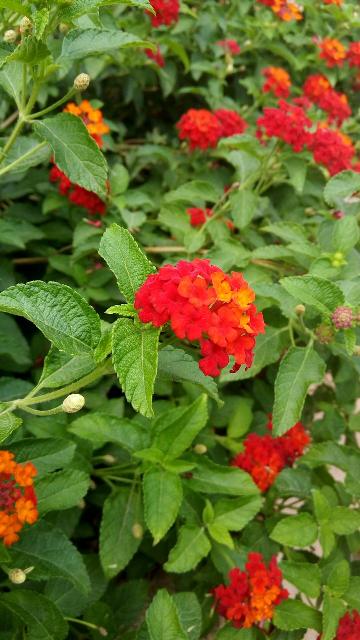 Red Flowers!