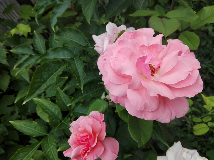 rose 5