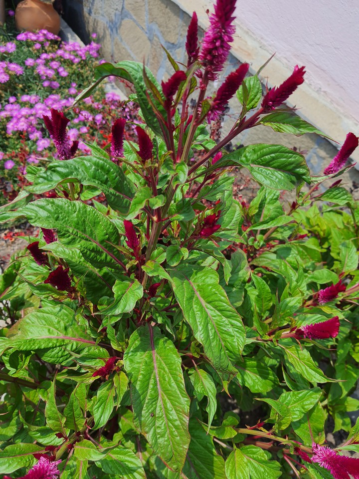 Flowers