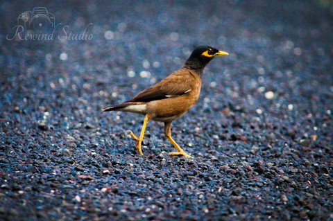 Bird