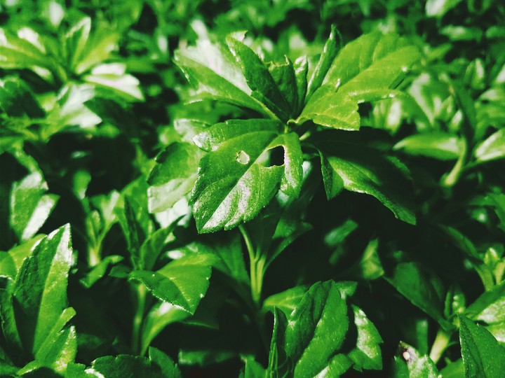 Soulful Green
