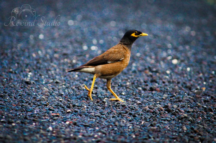 Bird