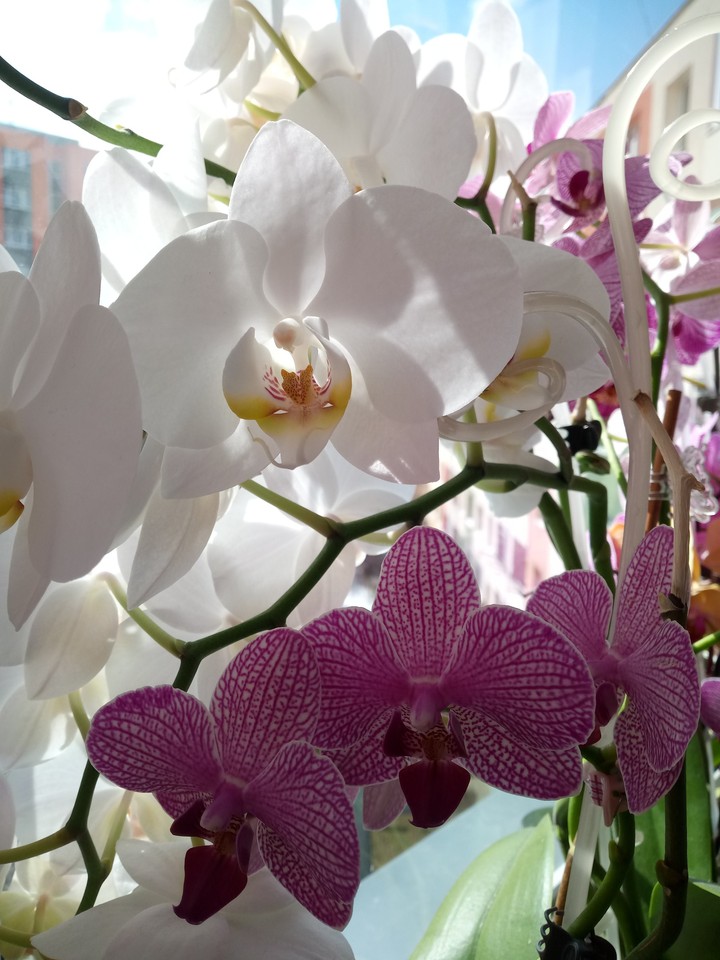 flowers