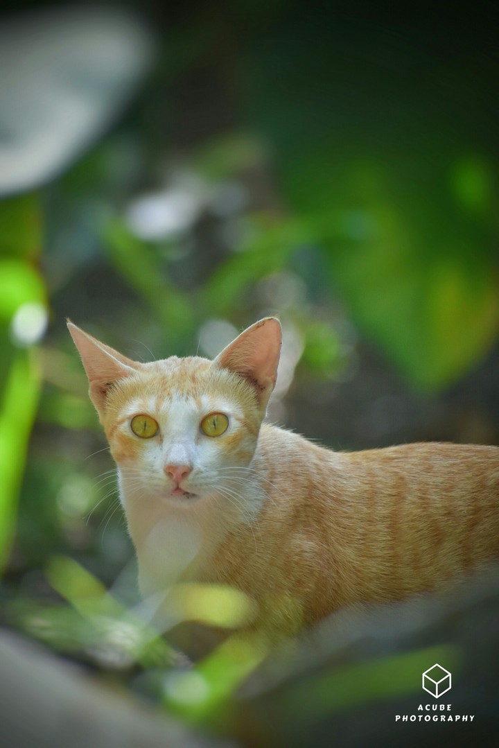 Cute Cat
