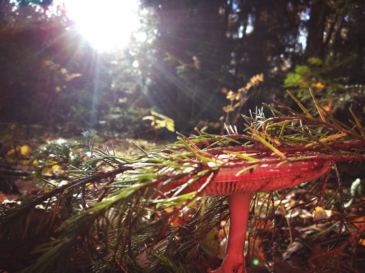 Forest