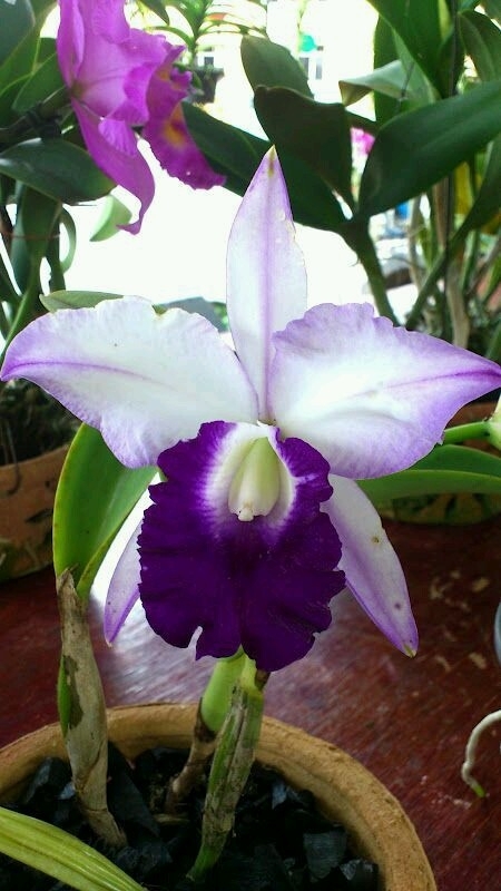 orquídea radiante