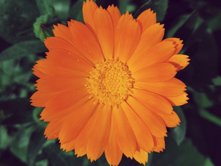 Calendula