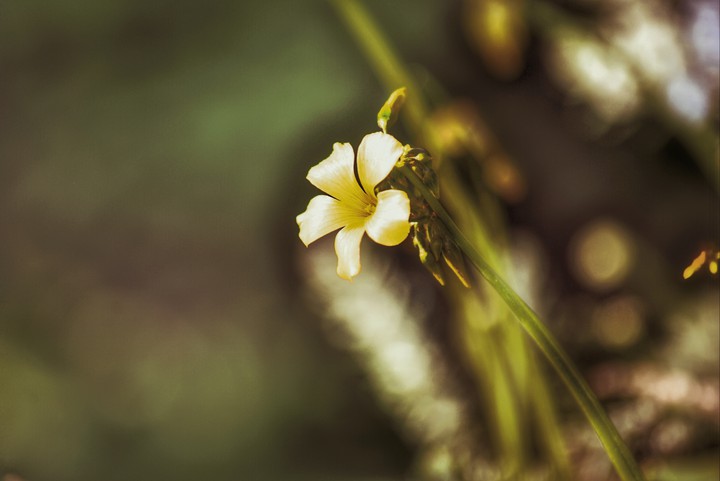 #flower -my click-