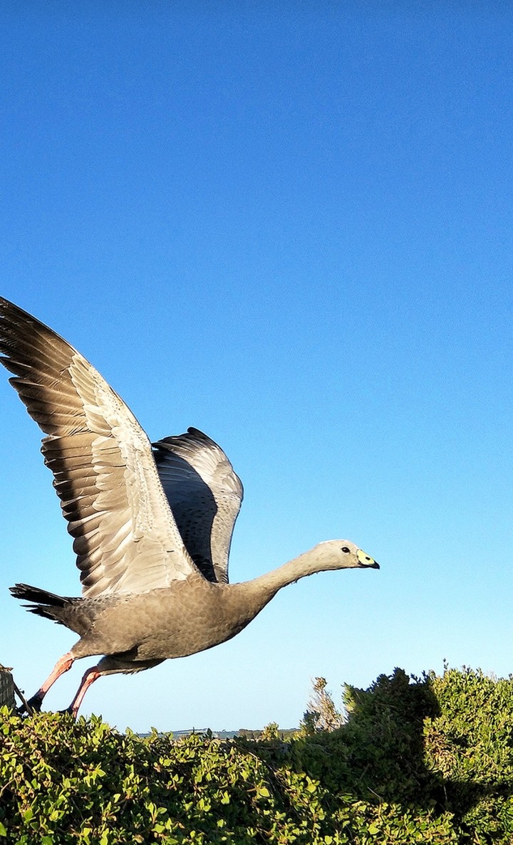 Bird