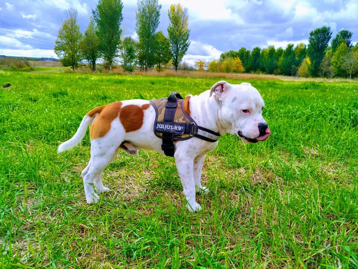 Narco