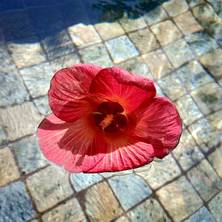 A Flower Floats on Water