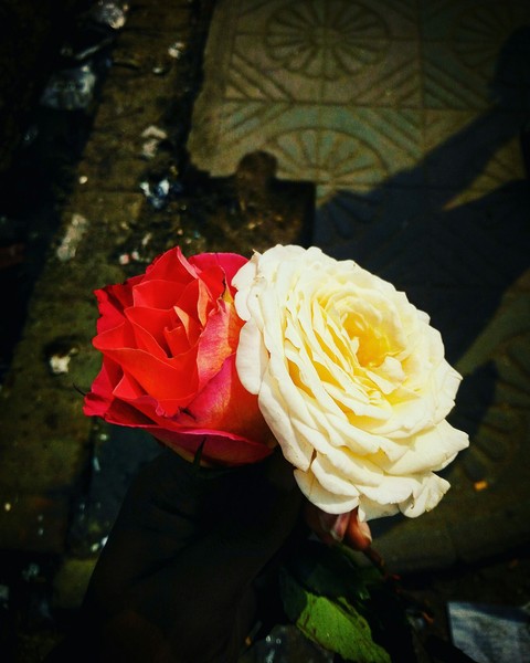 Roses