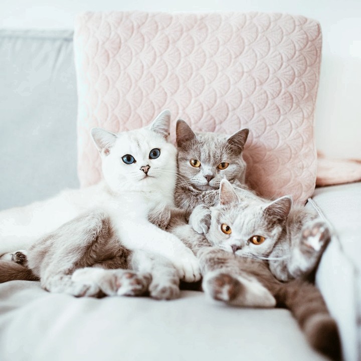 саt