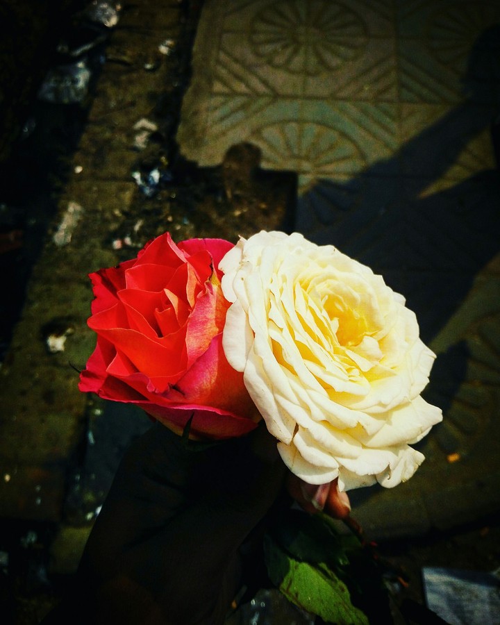 Roses
