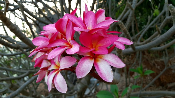 Pink plumeria flowers.