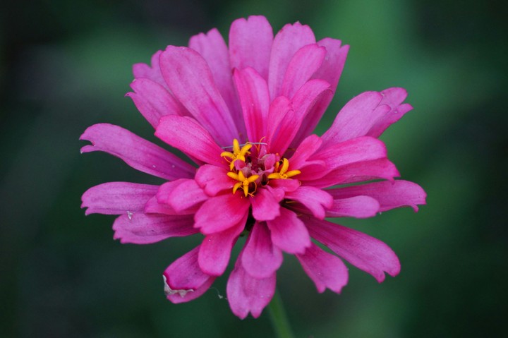 pink flower