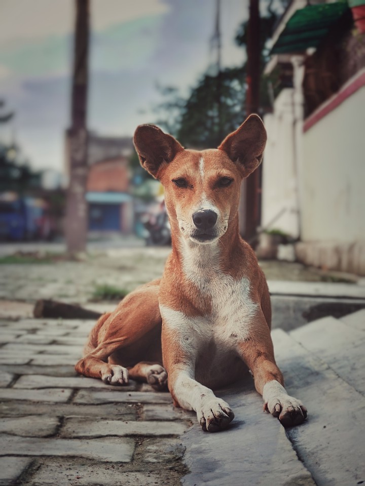 Doge