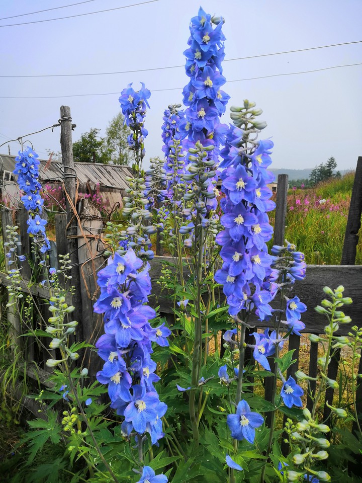 flowers