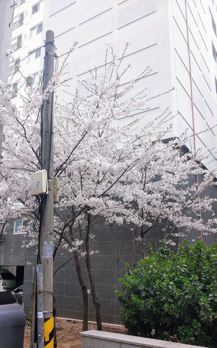 blossom ?