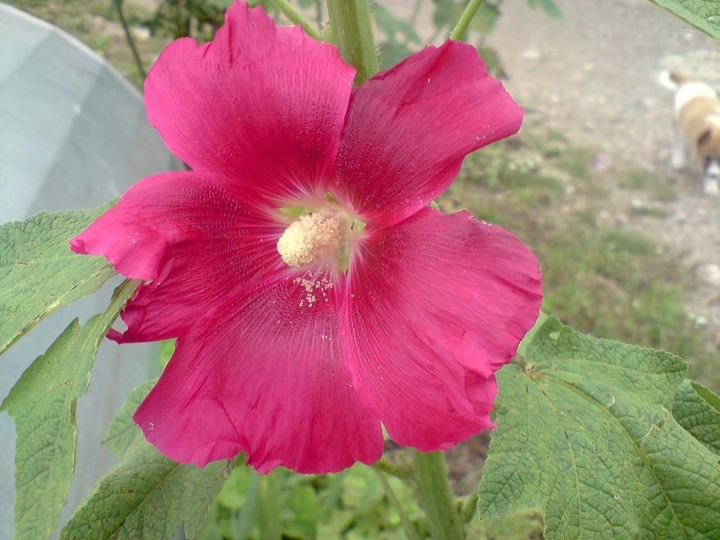 زهرة