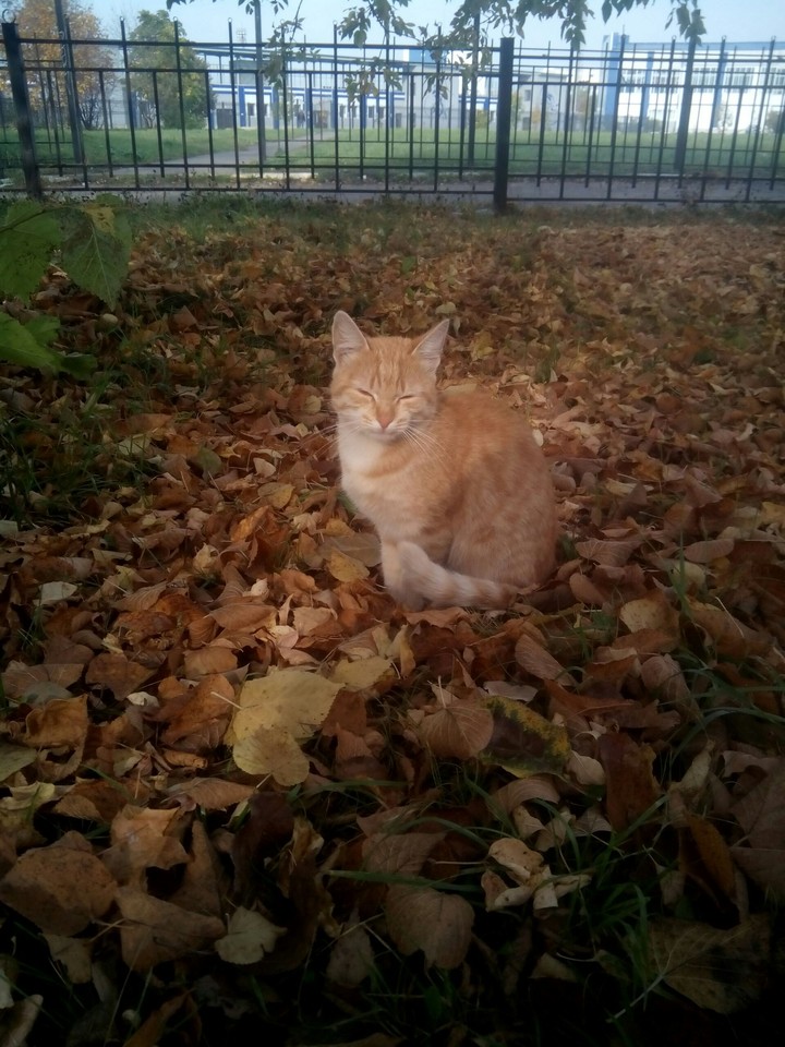 Kat