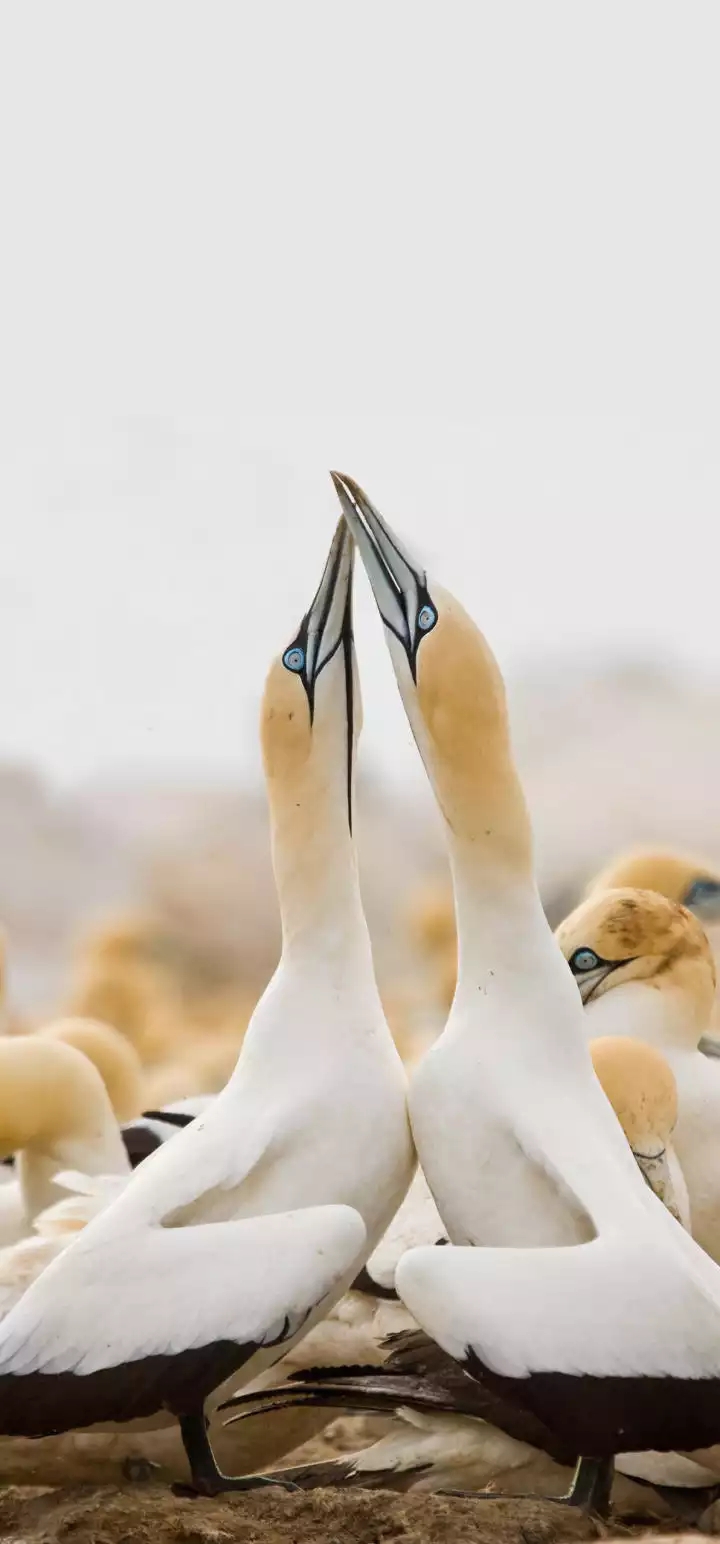 birds