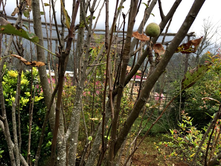 Apple Tree