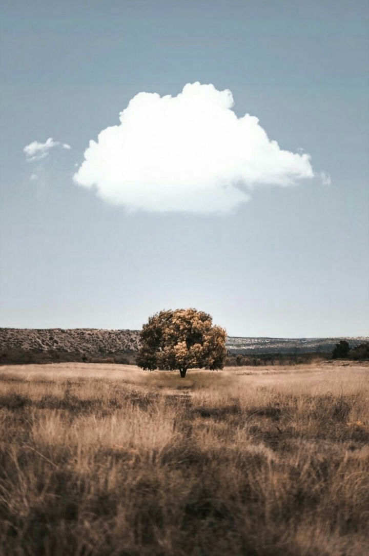 ağaç