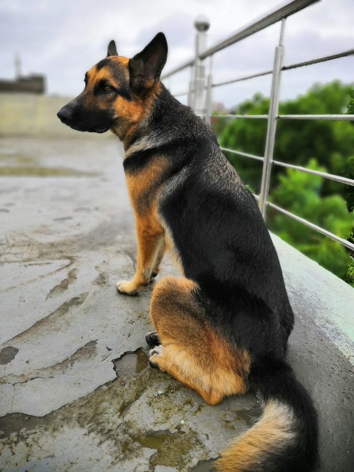 dog