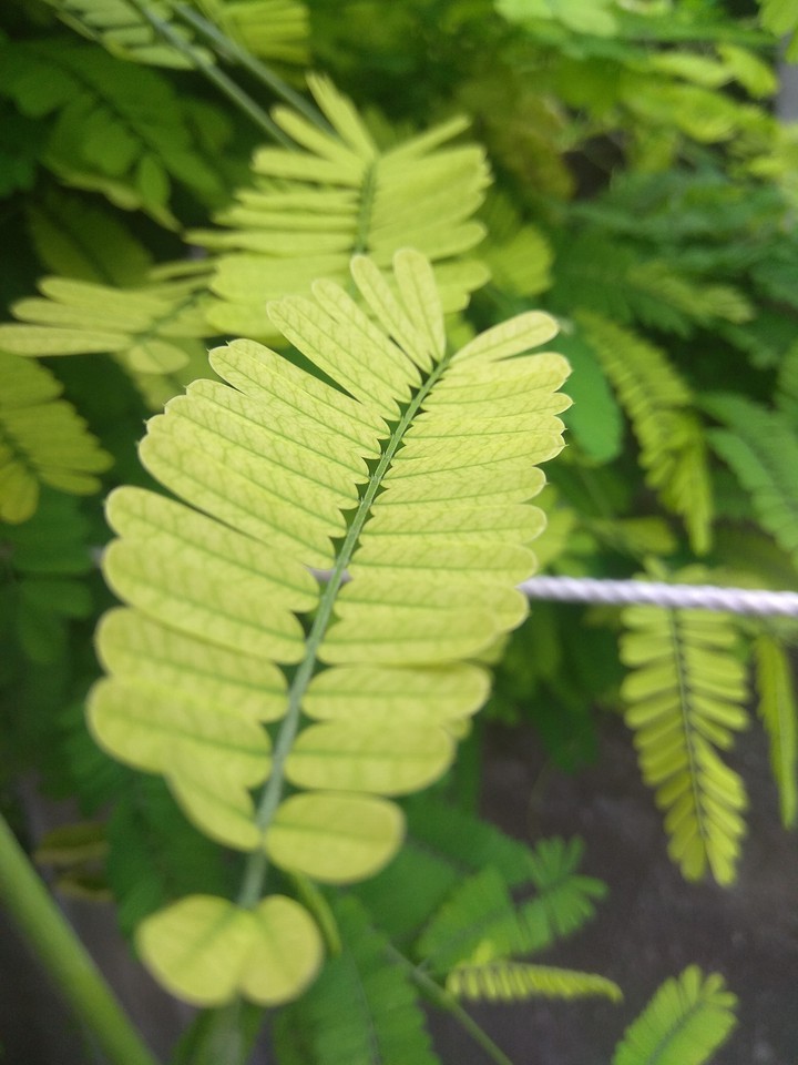 Gunja is herb and leafs are sweet.