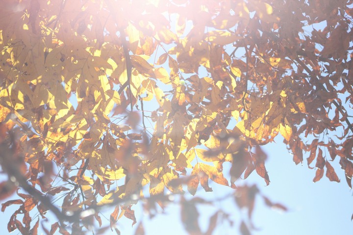 Autumn Daze